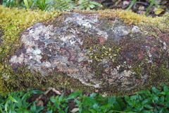 Monimia rotundifolia