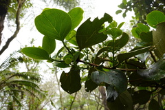 Monimia rotundifolia