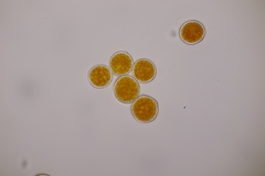 Xenodochus carbonarius