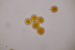 Xenodochus carbonarius