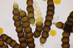 Xenodochus carbonarius