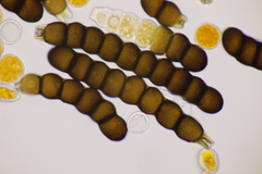 Xenodochus carbonarius