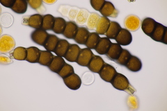 Xenodochus carbonarius