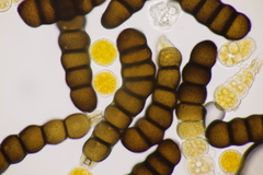 Xenodochus carbonarius