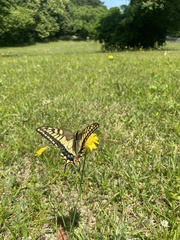 Papilio machaon hippocrates