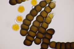 Xenodochus carbonarius