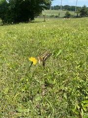 Papilio machaon hippocrates
