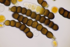 Xenodochus carbonarius