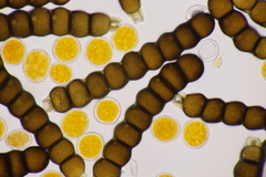 Xenodochus carbonarius