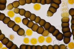 Xenodochus carbonarius