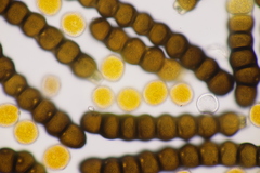 Xenodochus carbonarius