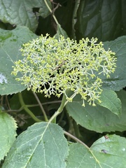 Hydrangea serrata