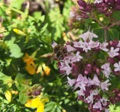 Anthophila
