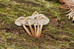 Mycena tuvara
