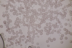 Microbotryum silenes-dioicae