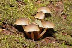 Mycena tuvara