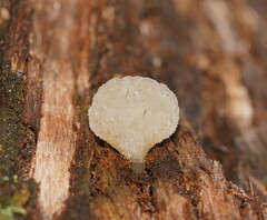 Pseudohydnum tasmanicum