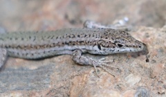 Podarcis vaucheri