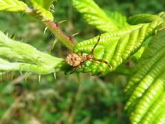 Coreus marginatus
