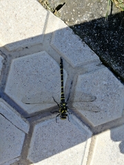 Cordulegaster boltonii