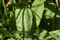 Puccinia willemetiae