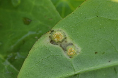 Puccinia willemetiae