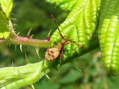 Coreus marginatus