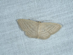 Scopula despoliata