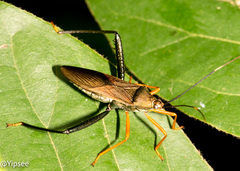 Notobitus