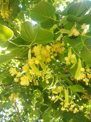 Tilia platyphyllos