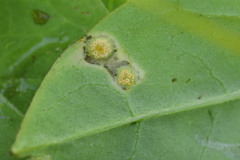 Puccinia willemetiae