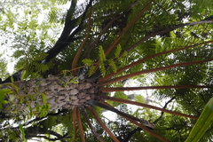 Cyathea glauca