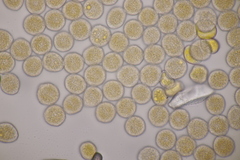 Puccinia willemetiae