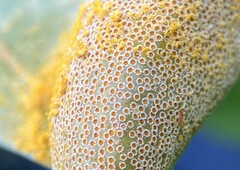 Puccinia minutissima