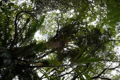 Cyathea glauca