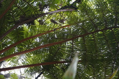 Cyathea glauca
