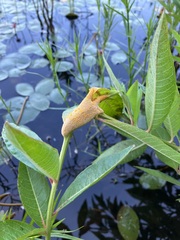 Puccinia minutissima