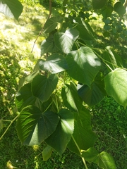 Tilia platyphyllos