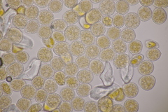 Puccinia willemetiae