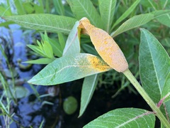 Puccinia minutissima