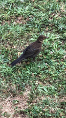 Turdus merula