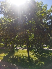 Tilia platyphyllos