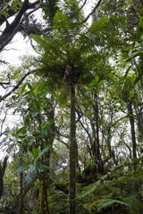Alsophila borbonica