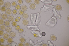 Puccinia willemetiae
