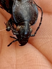 Carabus rothii
