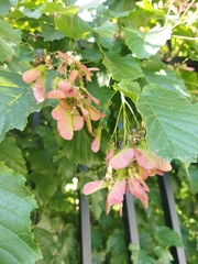 Acer tataricum