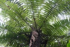 Alsophila borbonica