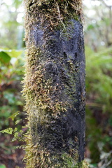 Alsophila borbonica