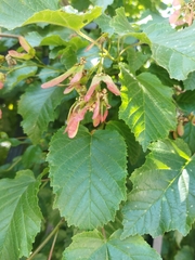 Acer tataricum