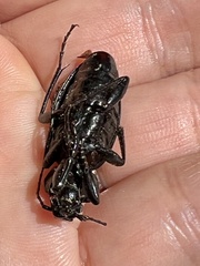 Carabus rothii